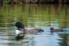 Byers-Lake-Nature-Walk-3