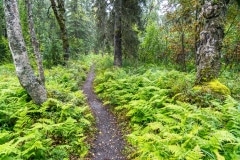 Byers-Lake-Nature-Walk-4