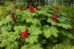 Byers-Lake-Nature-Walk-5