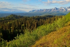 Denali-Wilderness-Hike-5