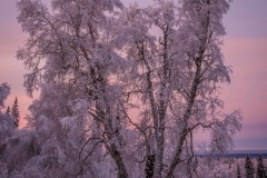 AlaskaNatureGuidesSnowshoe1