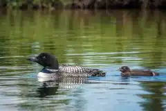 Byers-Lake-Nature-Walk-3