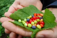 berry-harvest