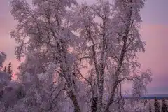 AlaskaNatureGuidesSnowshoe1